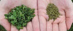 Fresh & Dried Herb Equivalents